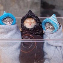 gatinhos-frio